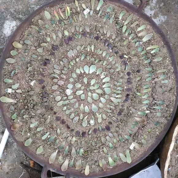 花儿还在买？摘点叶片“摆一摆”，收获50盆，买花钱省了