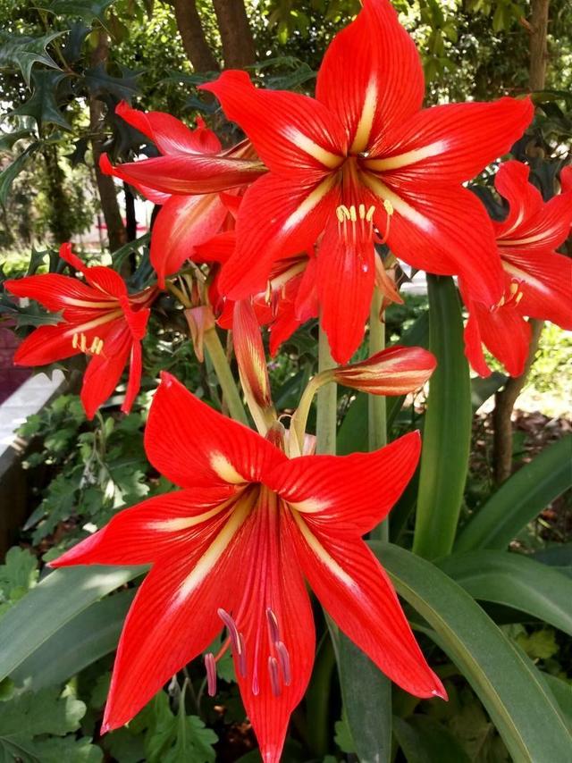 华胄兰，春天开花很漂亮