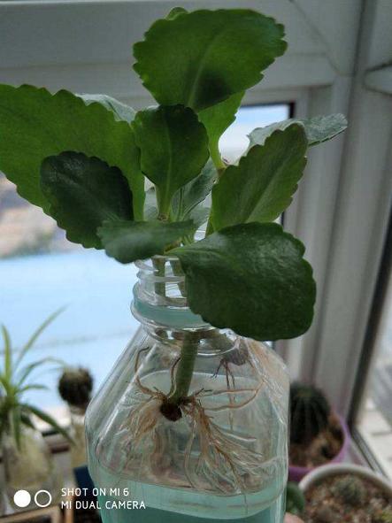 扦插最好活的花，枝条沾土就生根，不出俩月准爆盆