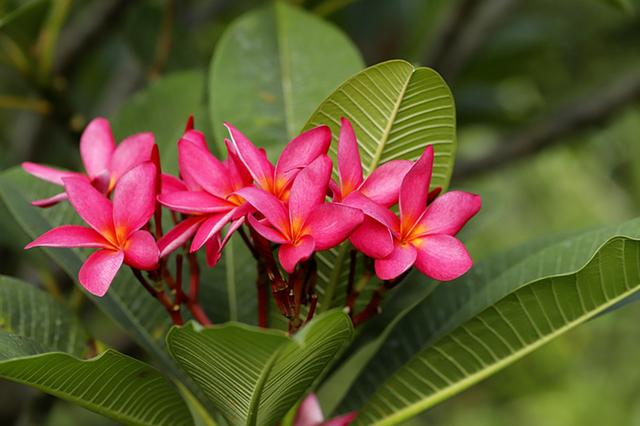 红鸡蛋花真好看，一开花到处都是花