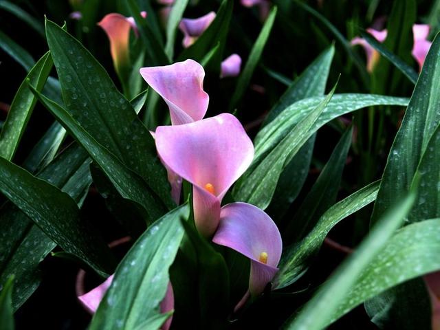 马蹄莲花形奇特,宛如马蹄,做好这几点,花开多又美 马蹄莲花形奇特,宛如马蹄,做好这几点,花开多又美