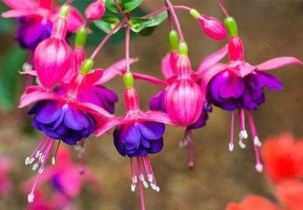 可爱的灯笼花，太美了