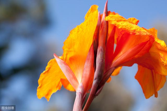 美人蕉开花爆盆，花色鲜艳，真好看