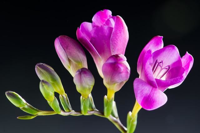 盆栽小苍兰茎秆倒伏不开花?学会球茎分株繁殖,花多香郁 盆栽小苍兰茎秆倒伏不开花?学会球茎分株繁殖,花多香郁