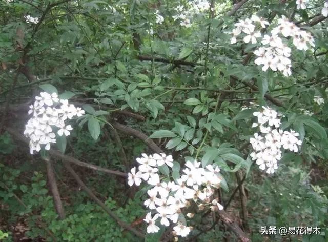 七里香、九里香、十里香、千里香、万里香等，究竟是不是同一种？