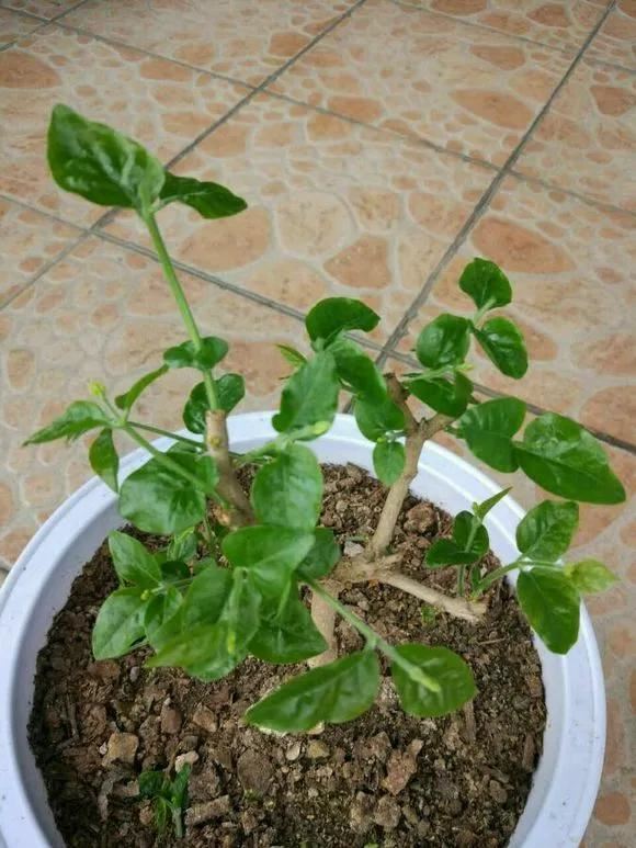 4种老桩别去买，越老越不爱开花，一不留神变成木疙瘩