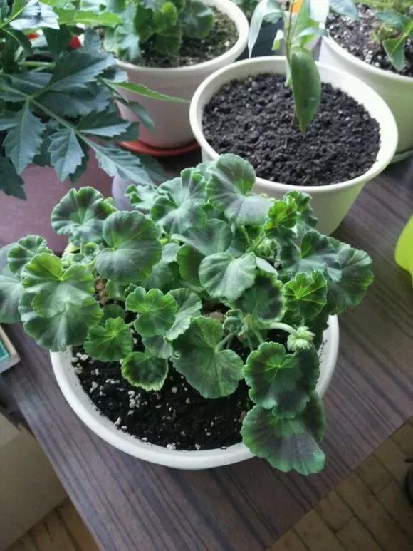 4种老桩别去买，越老越不爱开花，一不留神变成木疙瘩