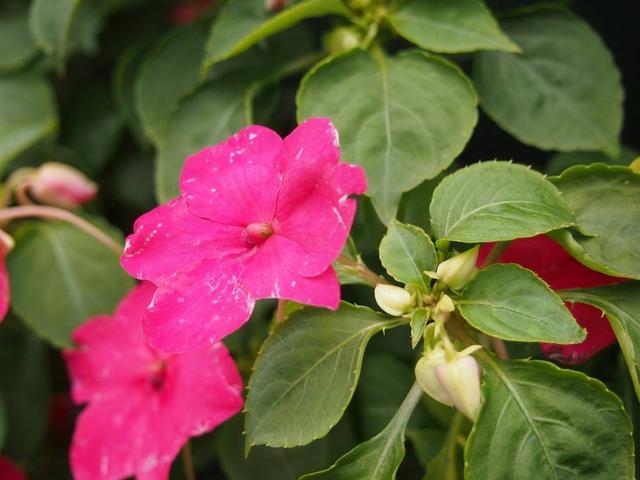 漂亮的玻璃翠，花色鲜艳，四季开花不断，真好看