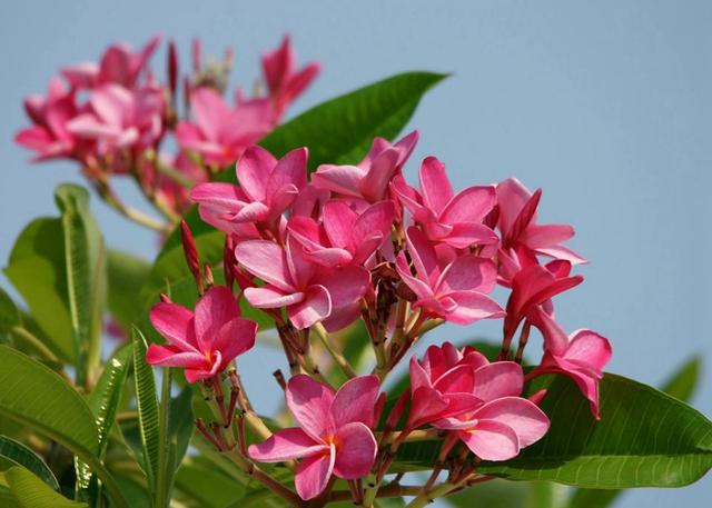 红鸡蛋花真好看，一开花到处都是花