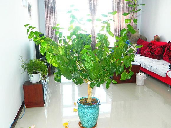 养花出现这种枝，赶紧剪掉，开花翻2倍