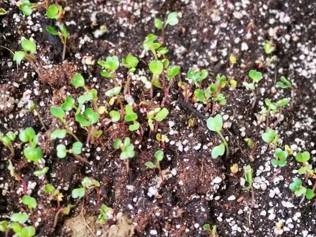 天竺葵这样剪，蹭蹭长侧枝，每年春天开成大花球