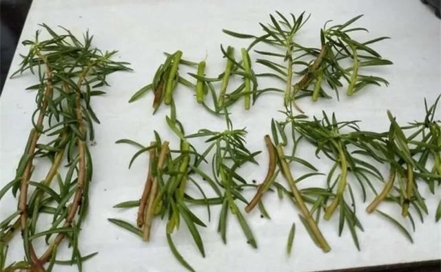 扦插最好活的花，枝条沾土就生根，不出俩月准爆盆