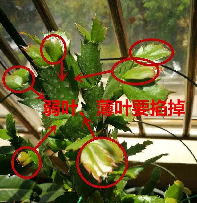 养花出现这种枝，赶紧剪掉，开花翻2倍