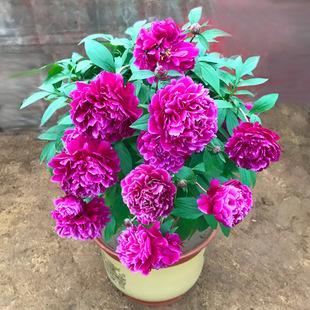 芍药,花大而艳丽,要如何养护呢? 芍药,花大而艳丽,要如何养护呢?