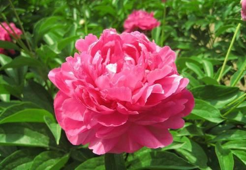 芍药,花大而艳丽,要如何养护呢? 芍药,花大而艳丽,要如何养护呢?