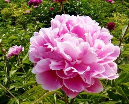 芍药,花大而艳丽,要如何养护呢? 芍药,花大而艳丽,要如何养护呢?