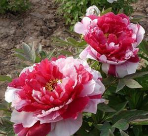 芍药,花大而艳丽,要如何养护呢? 芍药,花大而艳丽,要如何养护呢?