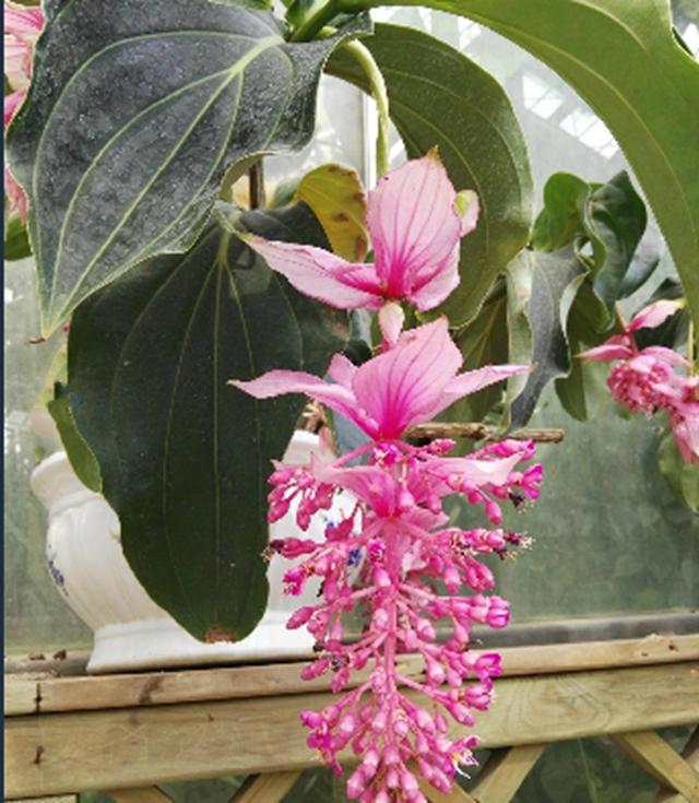 宝莲花真美，粉色的大花朵很漂亮