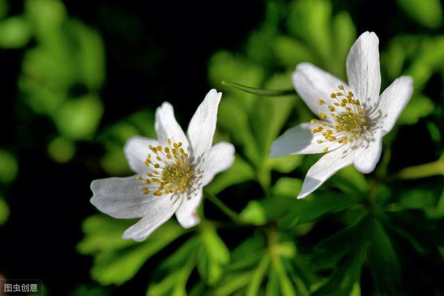 美丽的银莲花，开花五彩斑斓，特别漂亮
