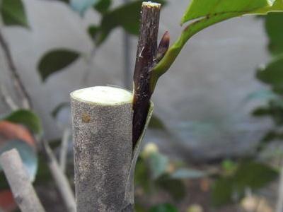 山茶花嫁接