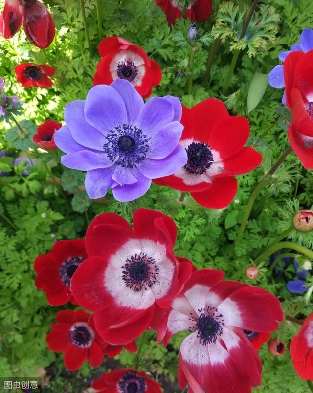 美丽的银莲花，开花五彩斑斓，特别漂亮