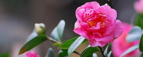 山茶花嫁接