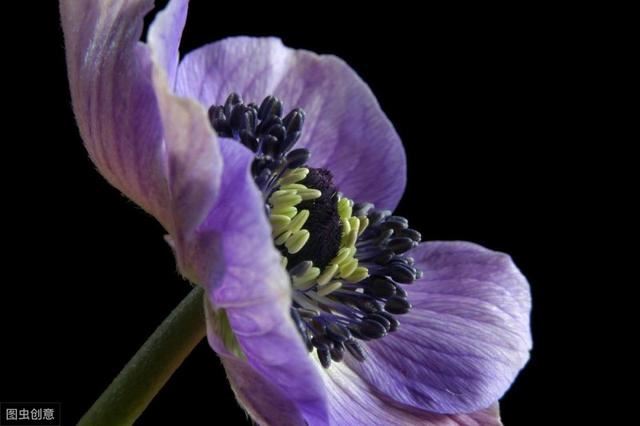 美丽的银莲花，开花五彩斑斓，特别漂亮