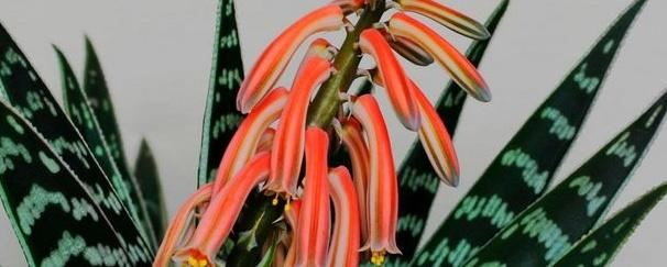 翠花掌怎么养殖