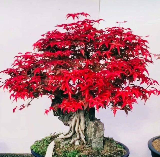红色的叶子看起来就很喜庆，红枫其实不难种，一学就会