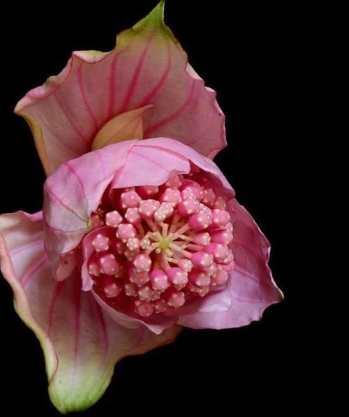 宝莲花真美，粉色的大花朵很漂亮