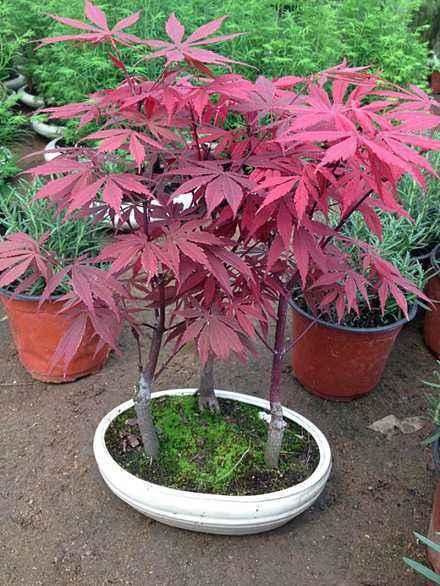 红色的叶子看起来就很喜庆，红枫其实不难种，一学就会