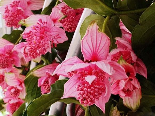 宝莲花真美，粉色的大花朵很漂亮