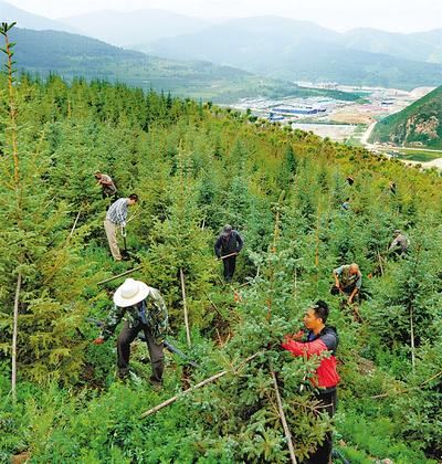 环京津造林绿化提质提速