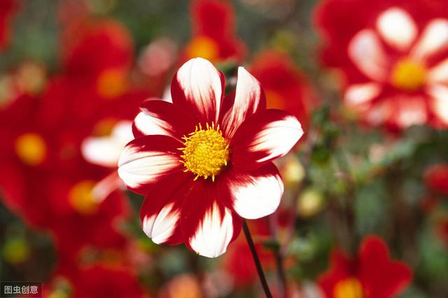 美丽的银莲花，开花五彩斑斓，特别漂亮