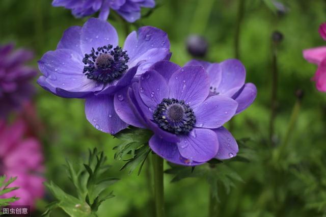 美丽的银莲花，开花五彩斑斓，特别漂亮