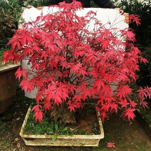 红色的叶子看起来就很喜庆，红枫其实不难种，一学就会