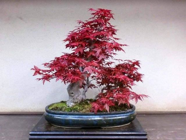 红色的叶子看起来就很喜庆，红枫其实不难种，一学就会