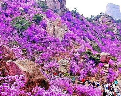 2020年，你没见过的大珠山杜鹃花会，我来带你看一看