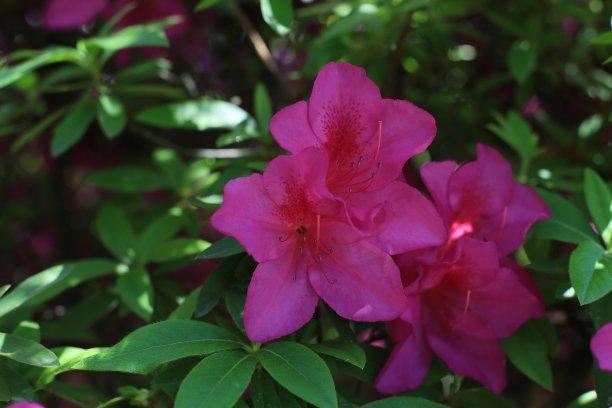 杜鹃别名映山红,花种类繁多,花色绚丽 杜鹃别名映山红,花种类繁多,花色绚丽