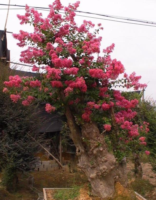 1棵紫薇开花1000朵，花期达100天，人称“百日红”，能活100年