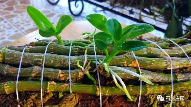 麝香石斛，无法拒绝的美！