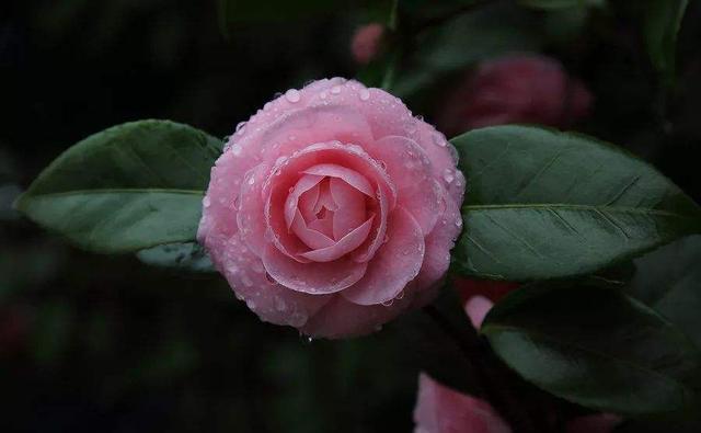 山茶花，如何养殖，对肥料的需求大吗