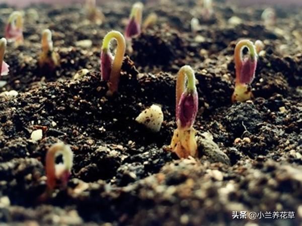 紫叶酢浆草，养殖实录，操作简单，花期长达8个月，观赏性绝佳！