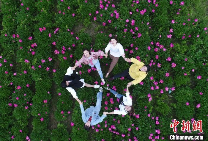 江西九江千亩芍药花海盛开 游客户外赏花 江西九江千亩芍药花海盛开 游客户外赏花