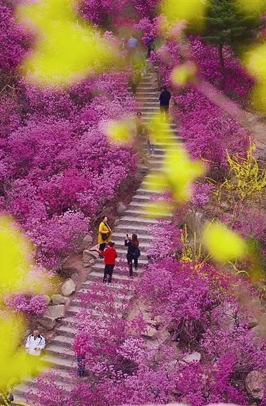 2020年，你没见过的大珠山杜鹃花会，我来带你看一看