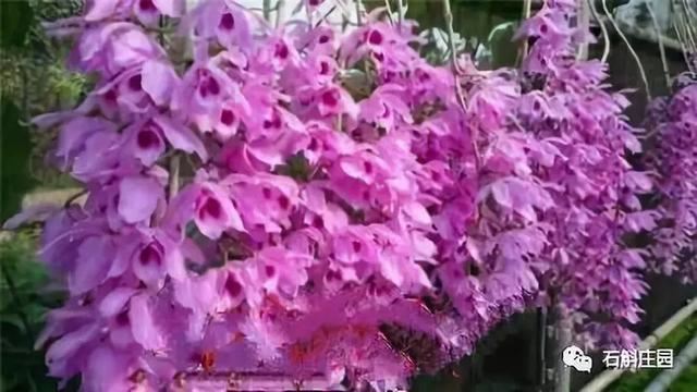 檀香石斛：“待我枝头飘花，许你满庭幽雅！"