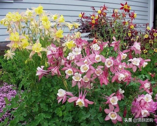 省心省力受欢迎的海芋、凤梨百合、德国鸢尾、耧斗菜、虎眼万年青