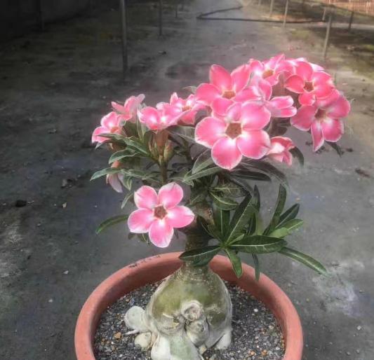 超耐旱的花,不用经常浇水,反而开花很多 超耐旱的花,不用经常浇水,反而开花很多