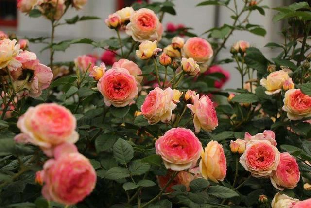 6只花期长的花，每次开花都赏过瘾，大神都不一定能养全