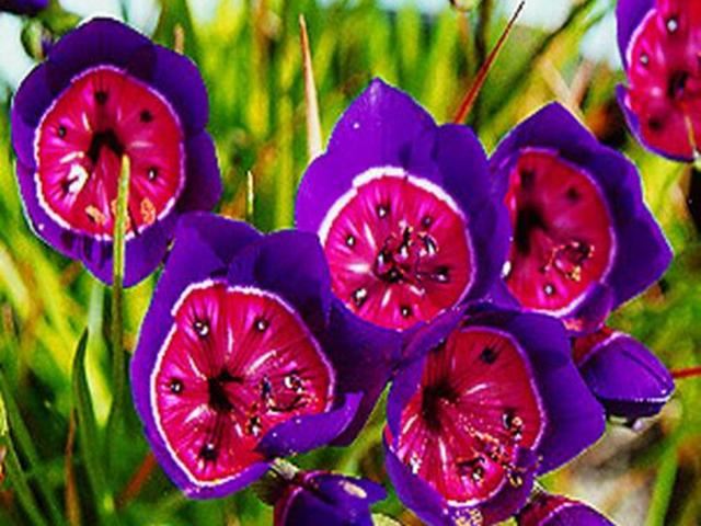 让人一见倾心的酒杯花，开花色彩绚丽形状奇异，可以播种繁殖